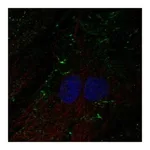Atlas Antibodies Anti-SHROOM4 Antibody