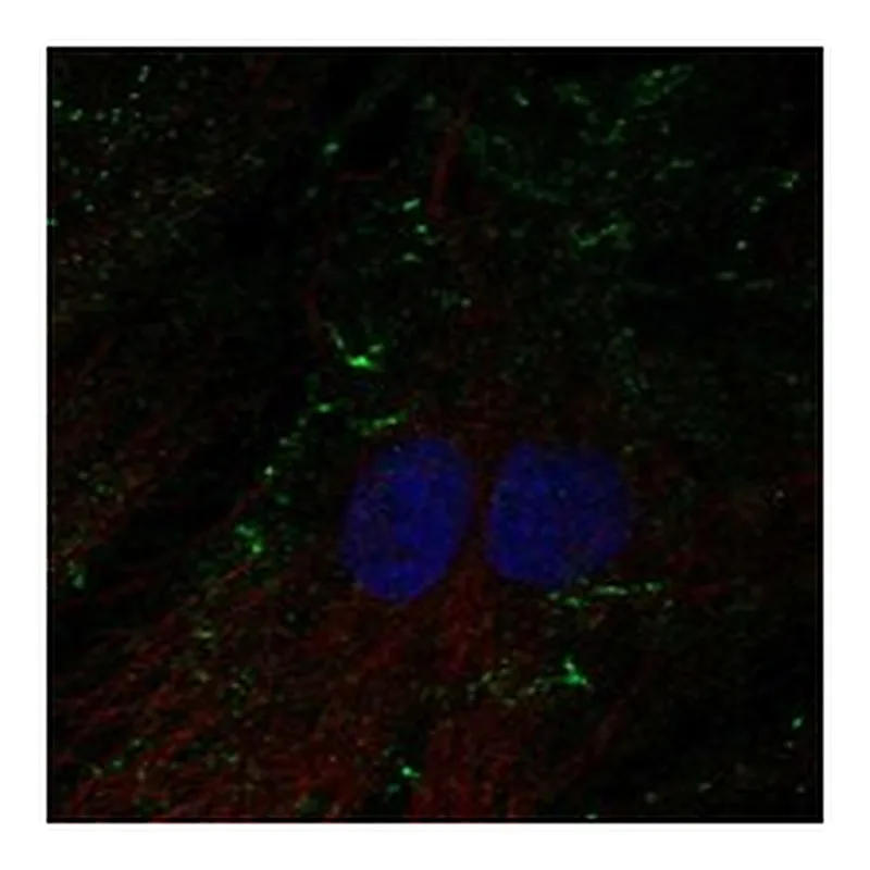 Atlas Antibodies Anti-SHROOM4 Antibody