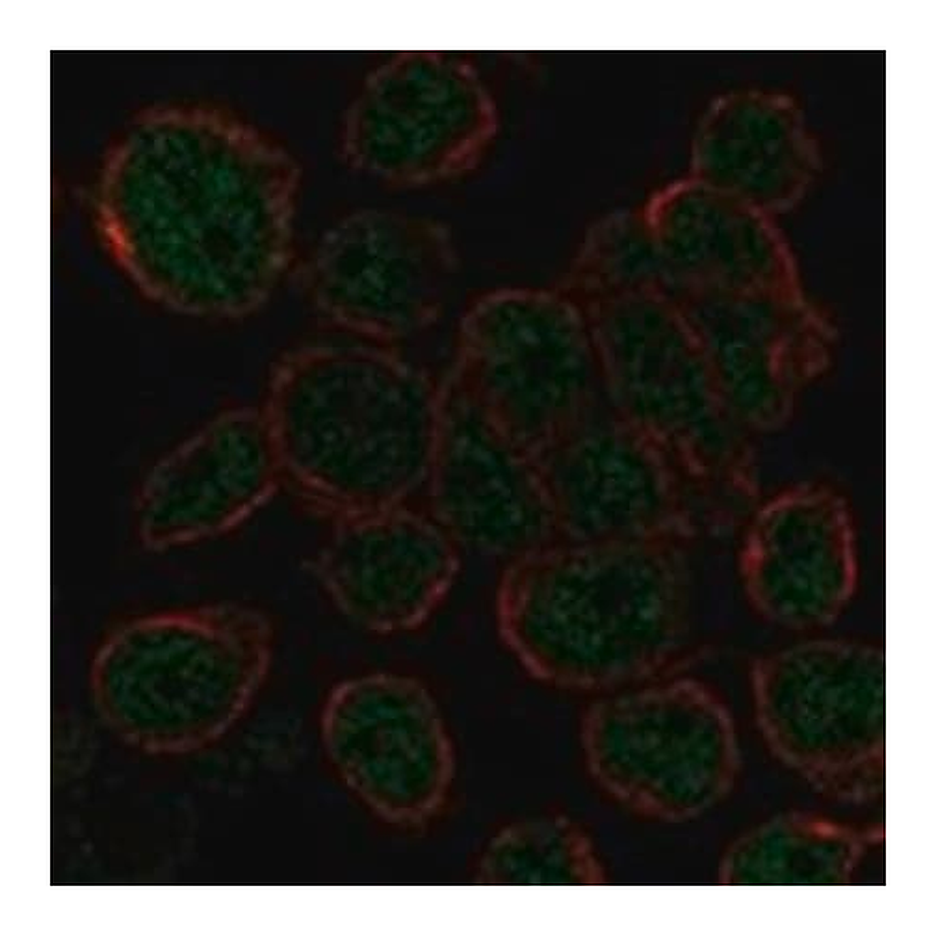 Merck Anti-AHDC1 antibody produced in rabbit