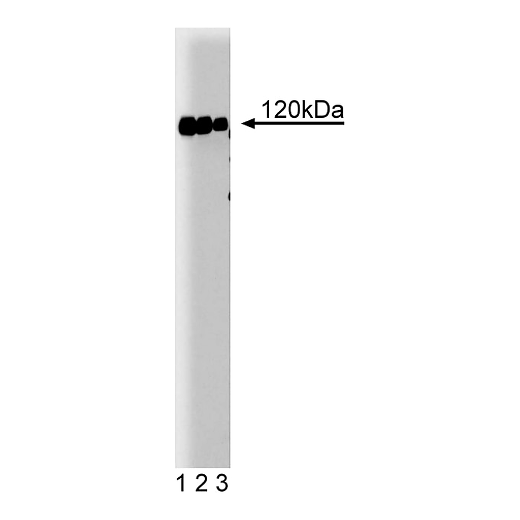 BD Purified Mouse Anti-c-Cbl
