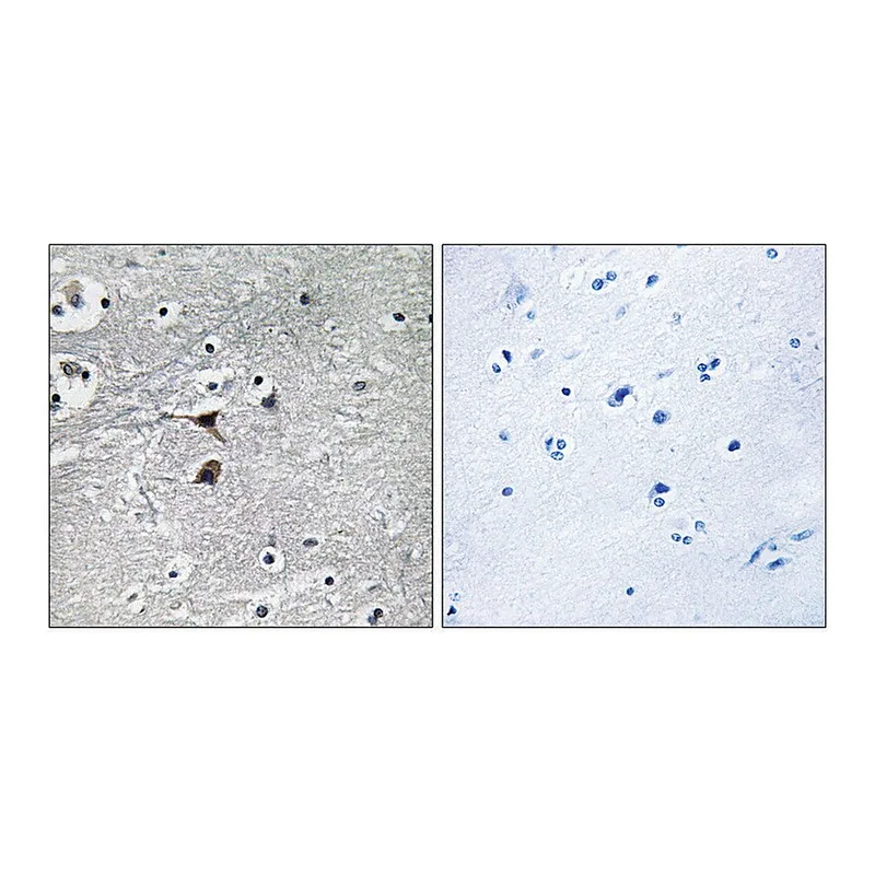 Merck Anti-Tryptophan Hydroxylase antibody produced in rabbit