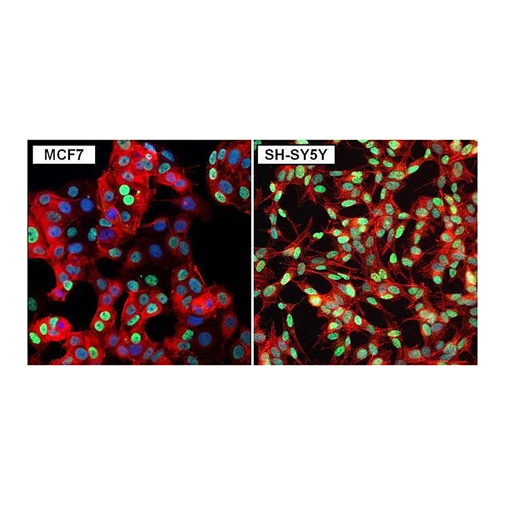 Thermo Fisher Scientific Goat anti-Rabbit IgG (H+L) Secondary Antibody, DyLight 488