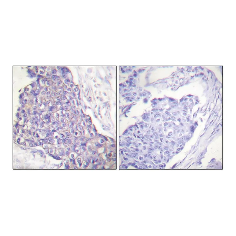 Merck Anti-CD40 antibody produced in rabbit