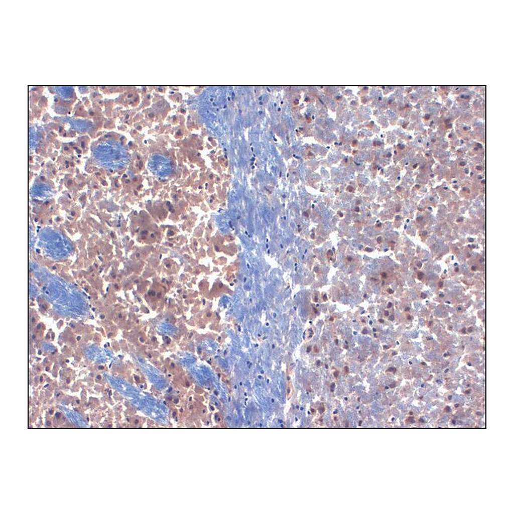 Merck Monoclonal Anti-KCNIP3 antibody produced in mouse