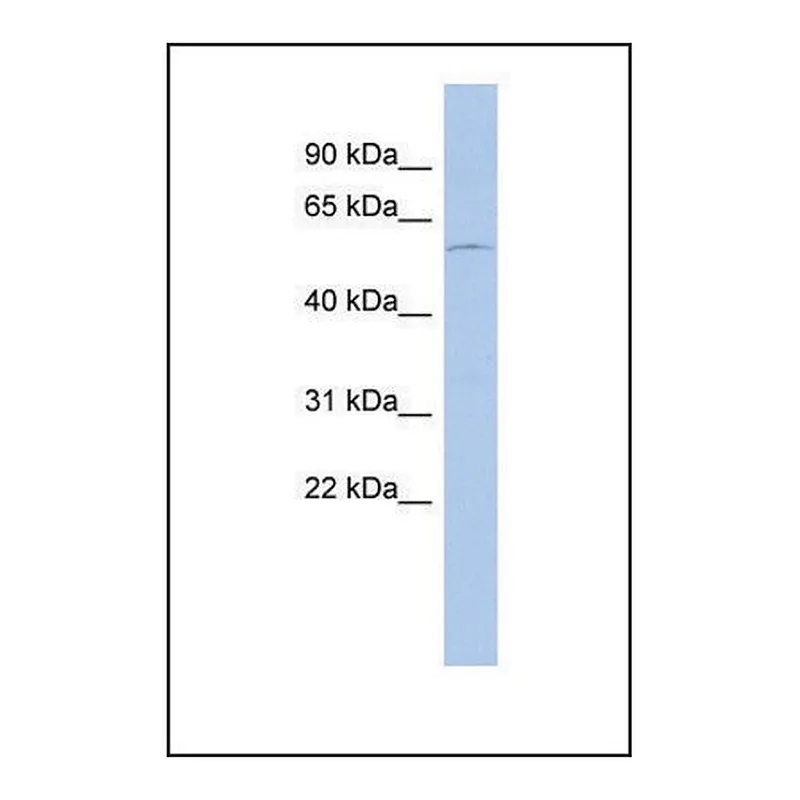 Merck Anti-DMRT2, (N-terminal) antibody produced in rabbit