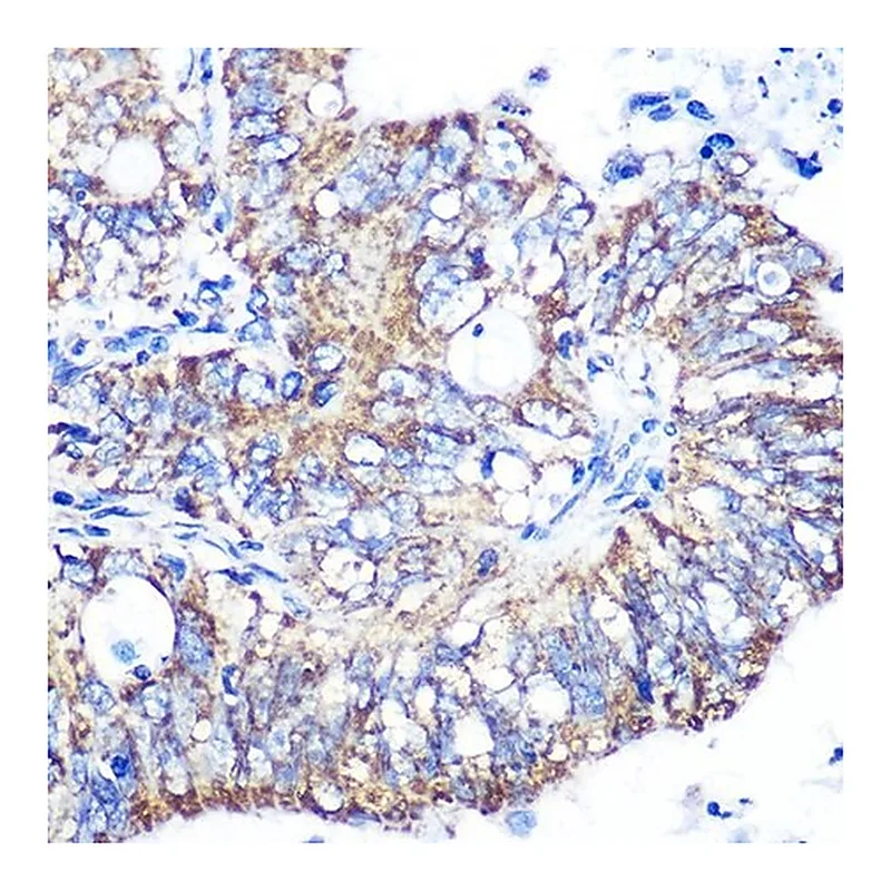 Merck Anti-IDH2 antibody produced in rabbit