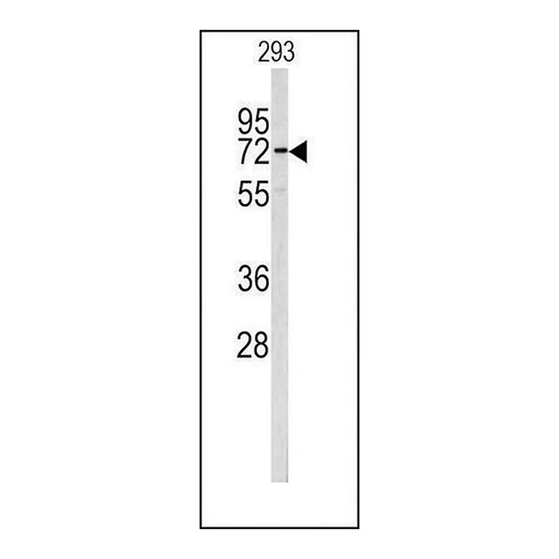 Merck ANTI-CEA (CENTER) antibody produced in rabbit