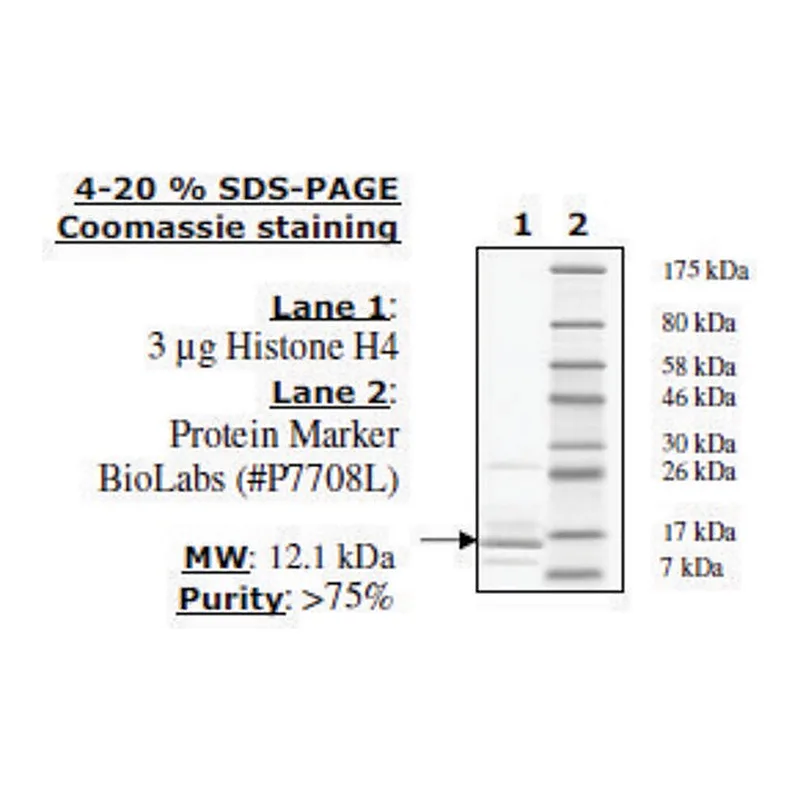 Merck Histone H4 full length human