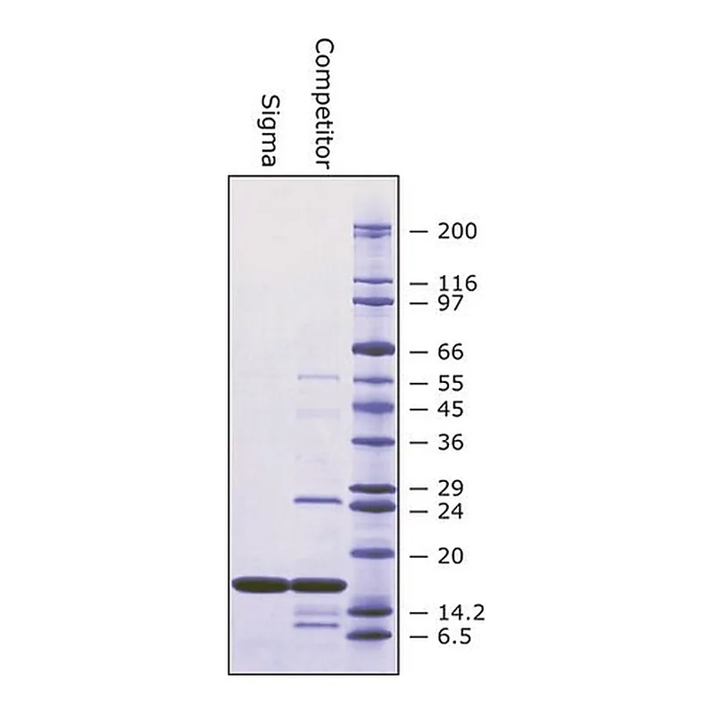 Merck Superoxide Dismutase from bovine erythrocytes