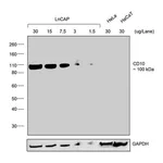 Thermo Fisher Scientific Rabbit anti-Goat IgG (H+L) Secondary Antibody, HRP