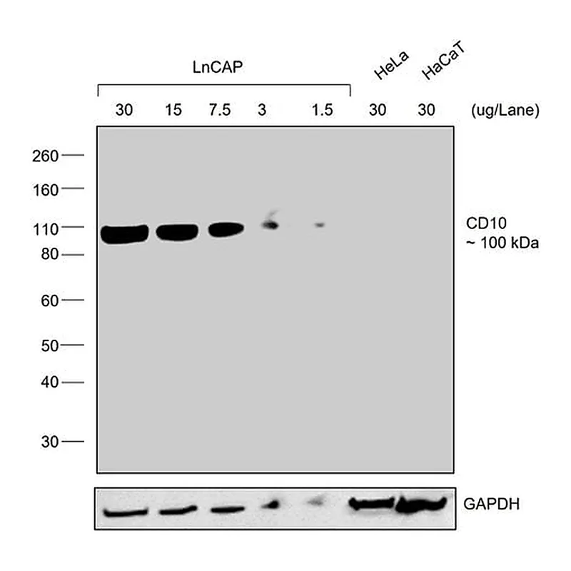 Thermo Fisher Scientific Rabbit anti-Goat IgG (H+L) Secondary Antibody, HRP