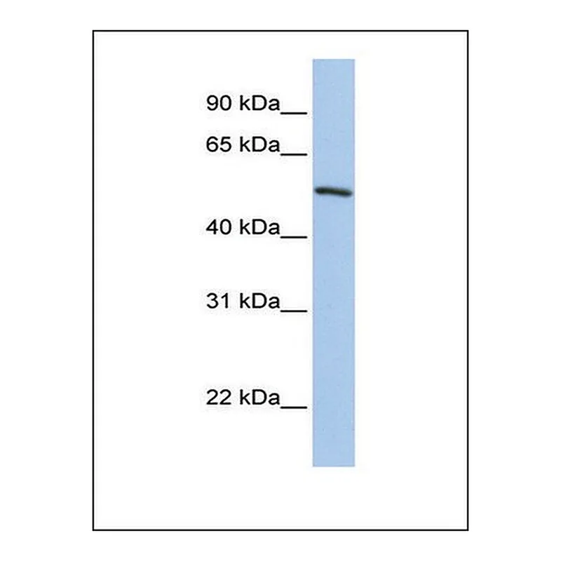 Merck Anti-KLF11 antibody produced in rabbit
