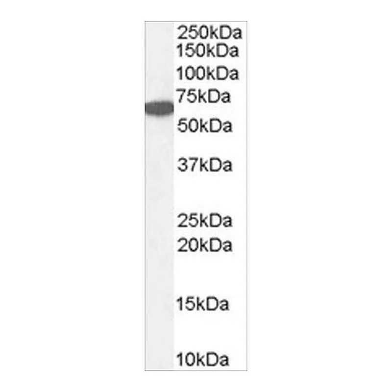 Merck Anti-Catalase/CAT antibody produced in goat
