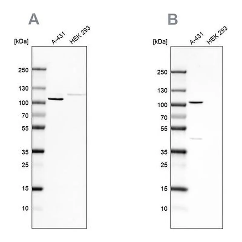 Merck Anti-CTNND1 antibody produced in rabbit
