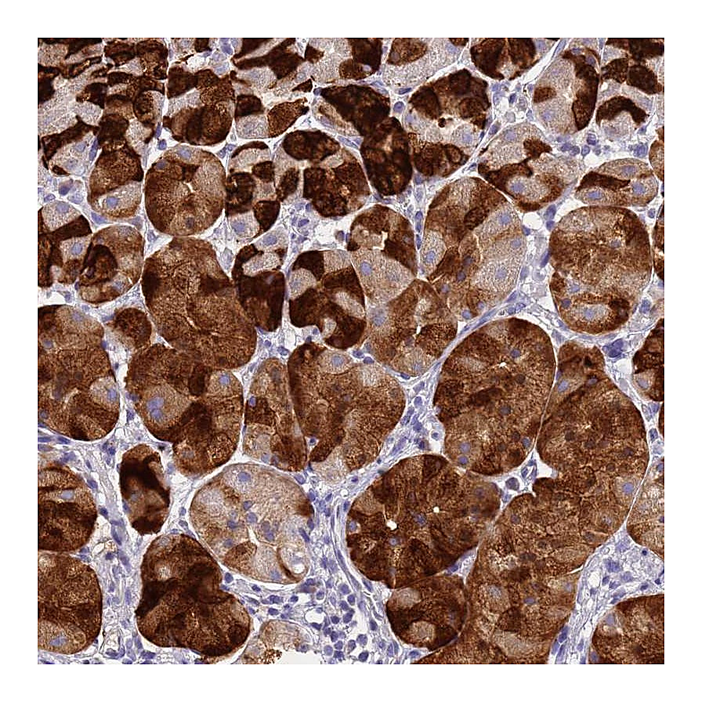 Atlas Antibodies Anti-DPRX Antibody