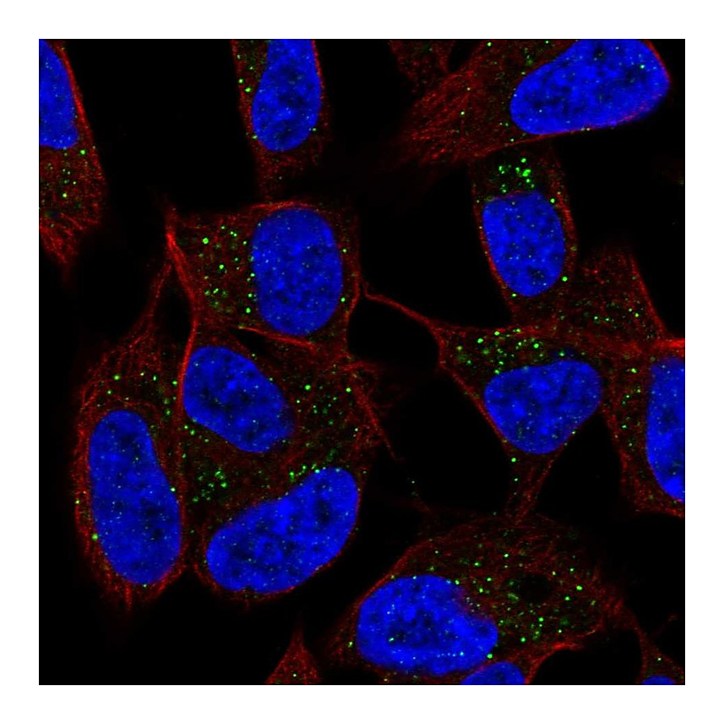Atlas Antibodies Anti-DPT Antibody