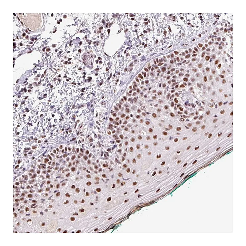 Atlas Antibodies Anti-DPPA5 Antibody