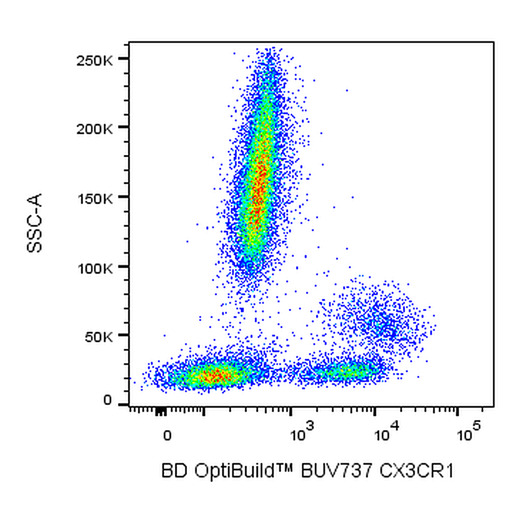 BD BUV737 Rat Anti-Human CX3CR1