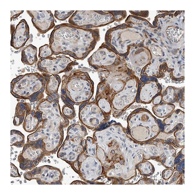 Atlas Antibodies Anti-DPY19L4 Antibody
