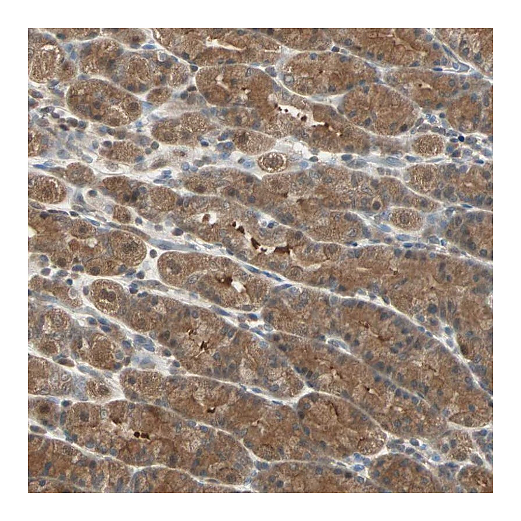 Atlas Antibodies Anti-DRG2 Antibody