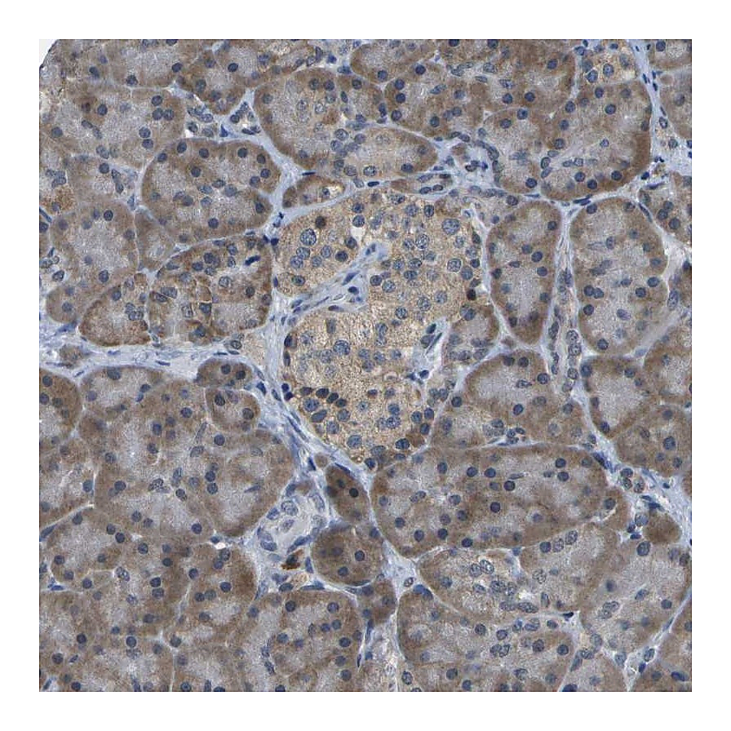 Atlas Antibodies Anti-DSE Antibody