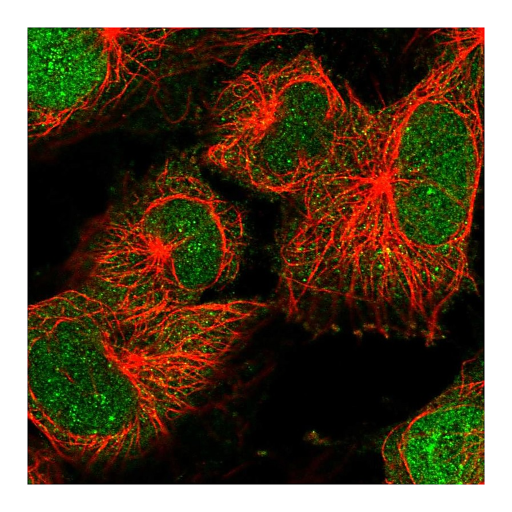 Atlas Antibodies Anti-DTL Antibody