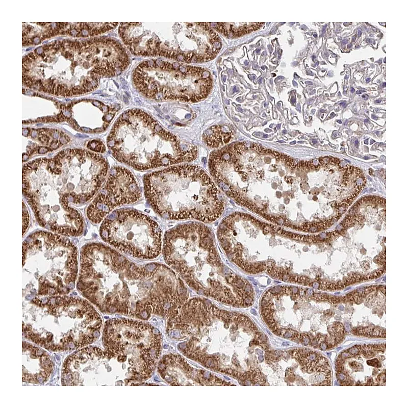 Atlas Antibodies Anti-DZANK1 Antibody