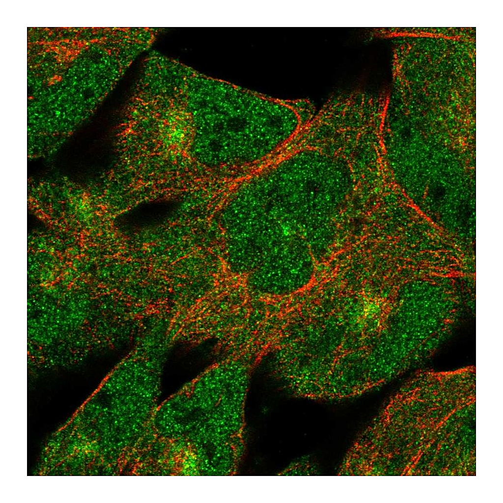 Atlas Antibodies Anti-DZIP1 Antibody