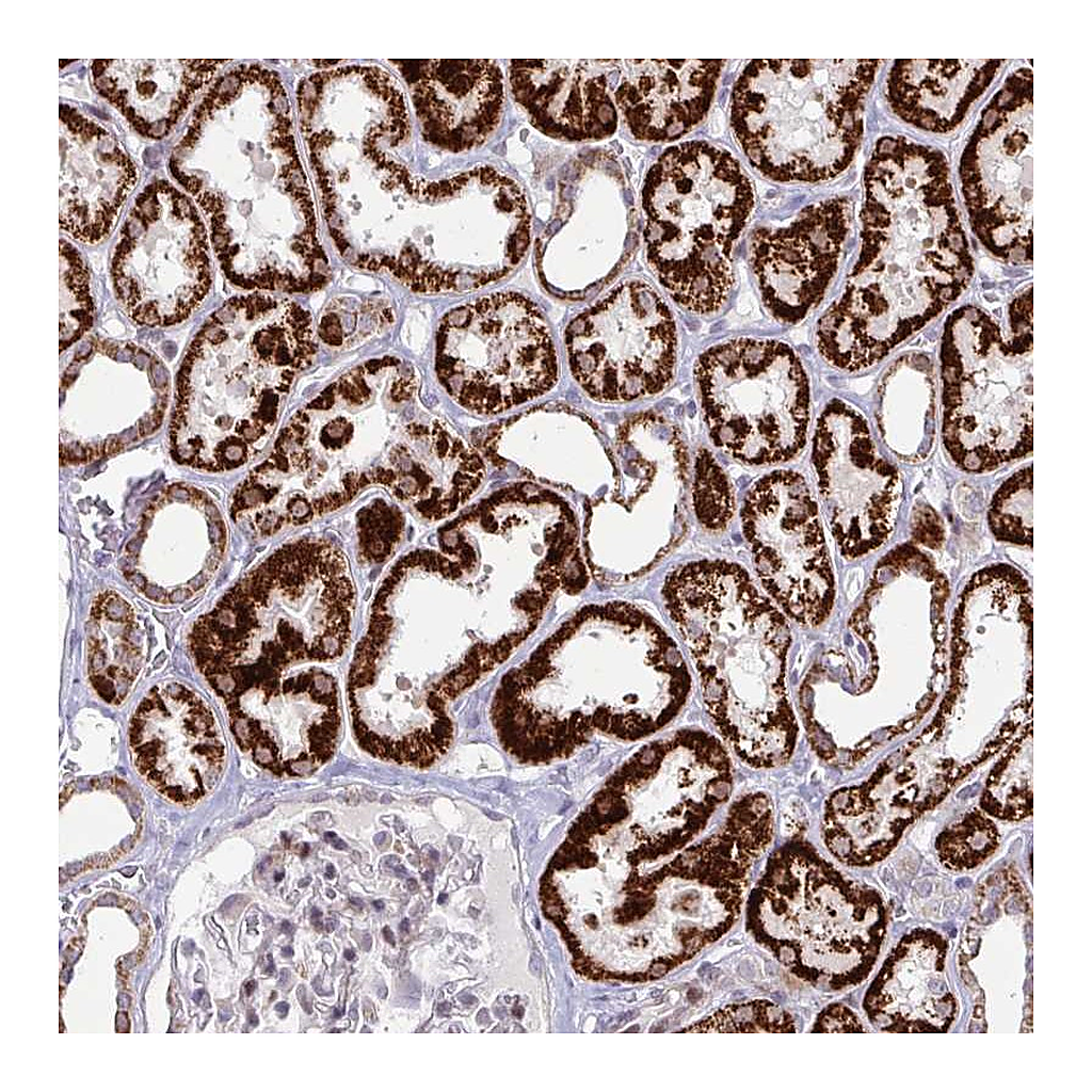 Atlas Antibodies Anti-DZIP1 Antibody