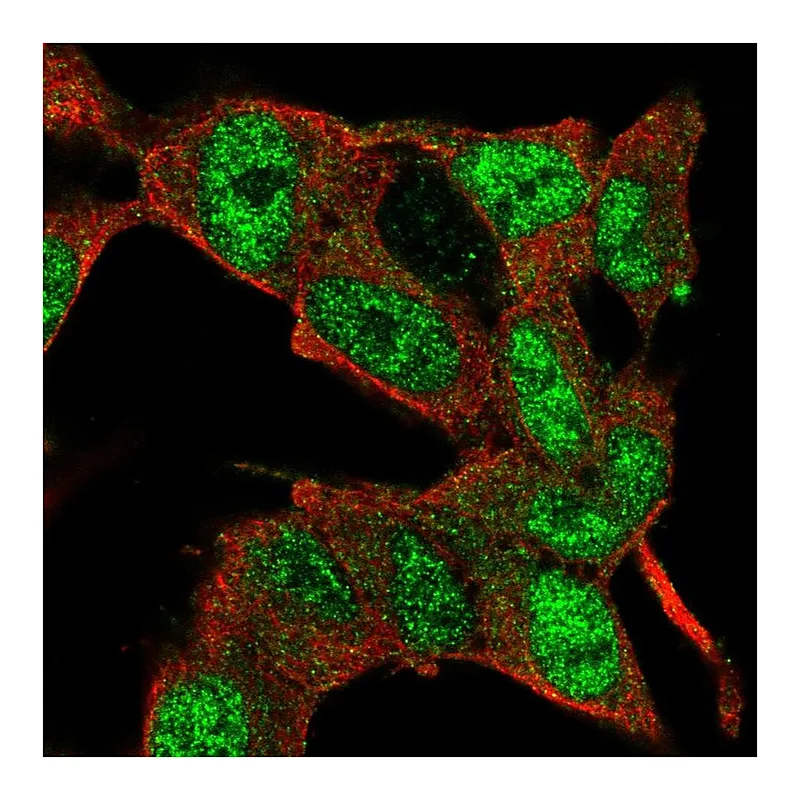 Atlas Antibodies Anti-E2F3 Antibody