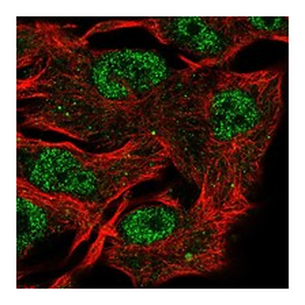 Atlas Antibodies Anti-E2F5 Antibody