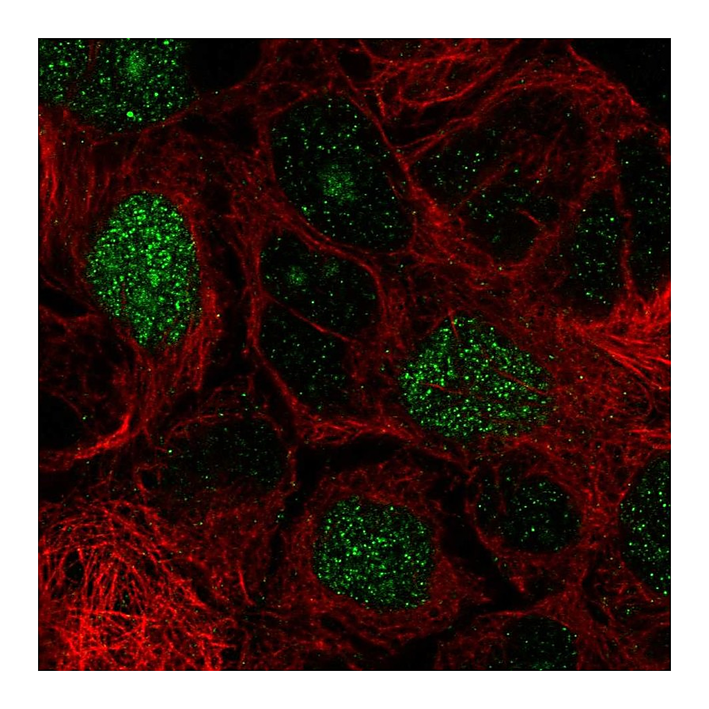 Atlas Antibodies Anti-E2F8 Antibody