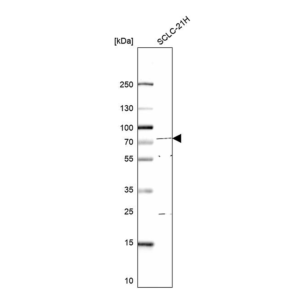 Atlas Antibodies Anti-E4F1 Antibody