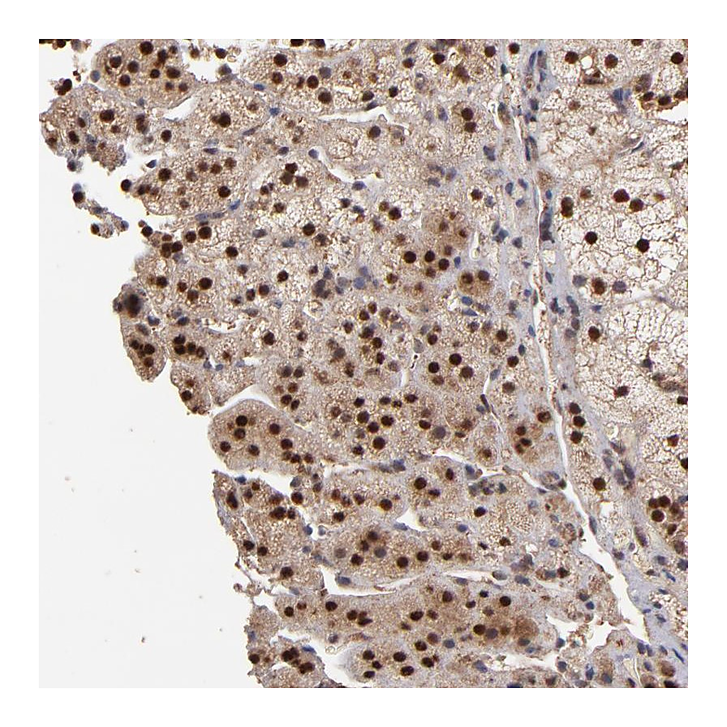 Atlas Antibodies Anti-EAPP Antibody