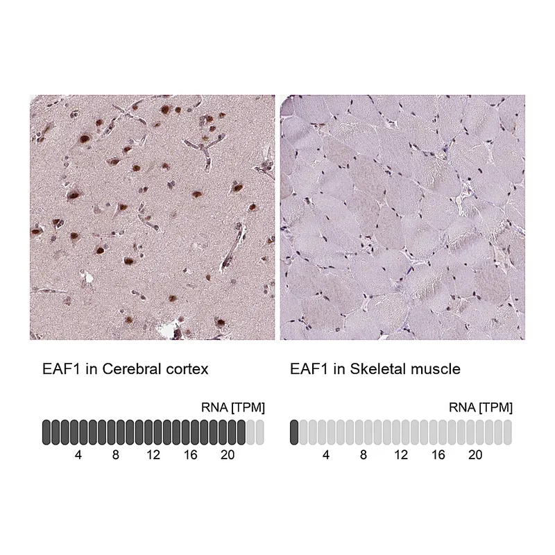 Atlas Antibodies Anti-EAF1 Antibody