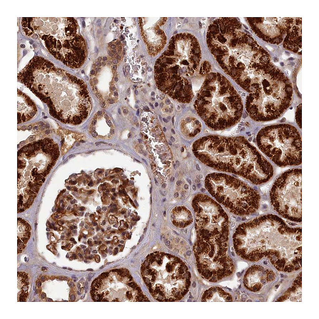 Atlas Antibodies Anti-EARS2 Antibody