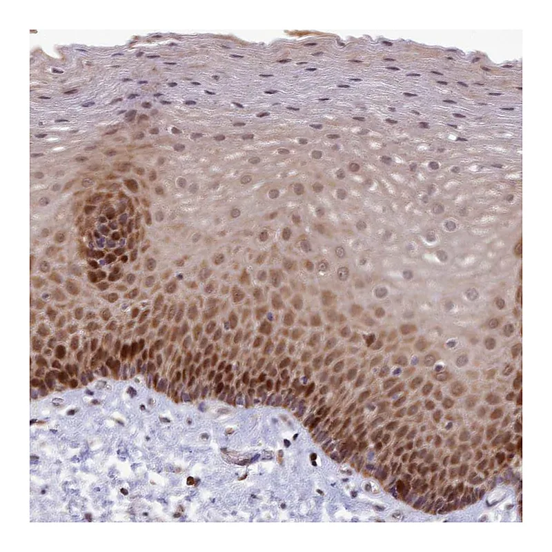 Atlas Antibodies Anti-EARS2 Antibody