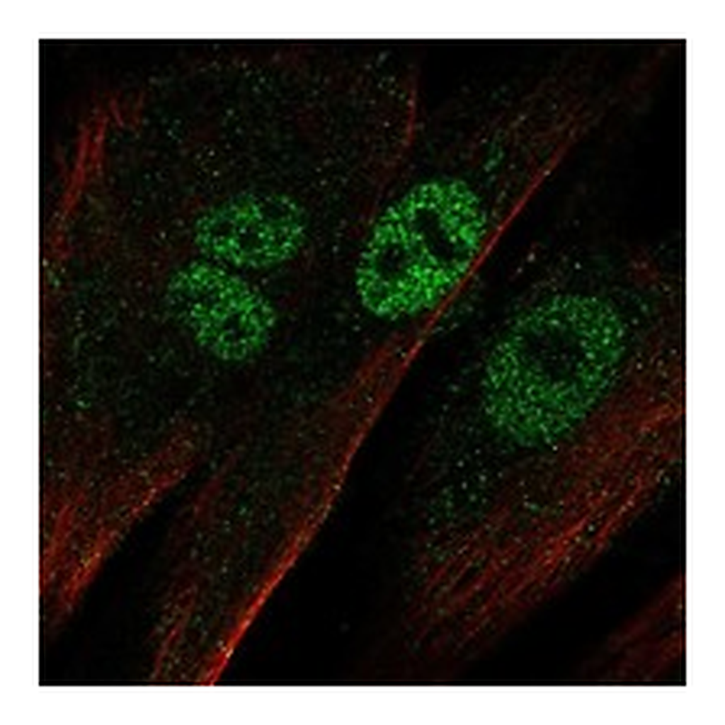 Atlas Antibodies Anti-EBF2 Antibody