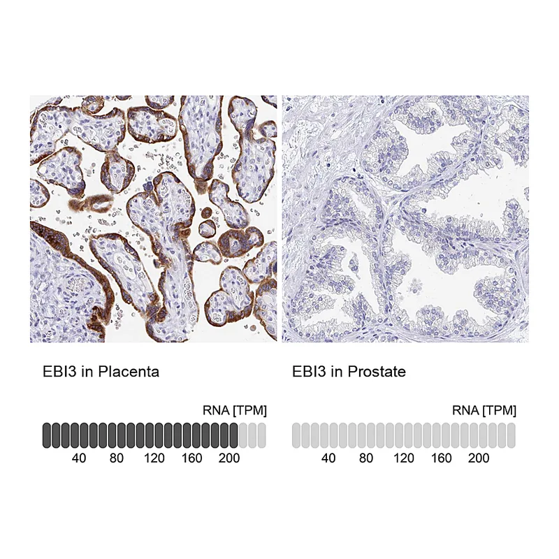 Atlas Antibodies Anti-EBI3 Antibody