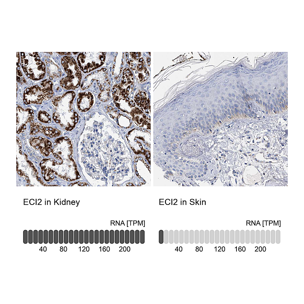 Atlas Antibodies Anti-ECI2 Antibody