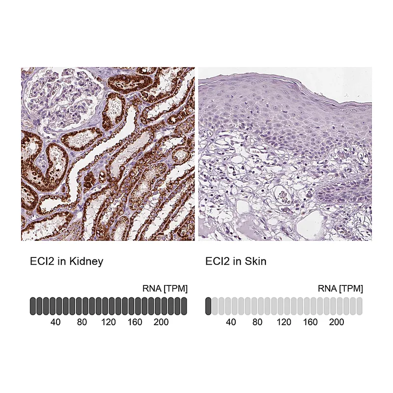 Atlas Antibodies Anti-ECI2 Antibody