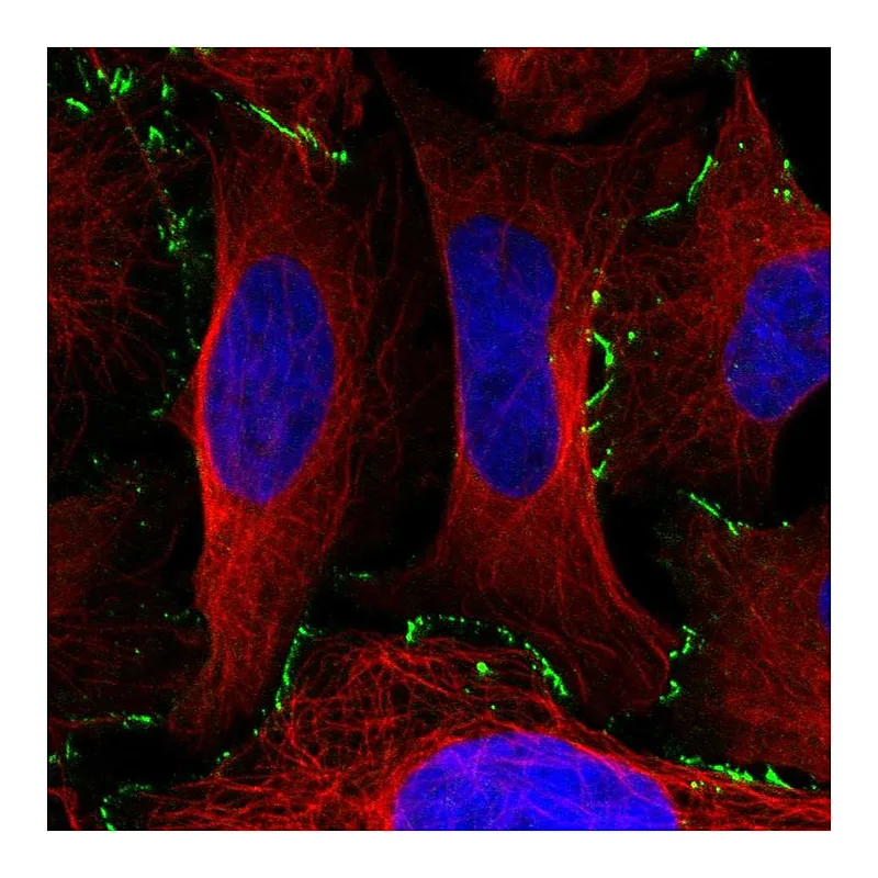 Atlas Antibodies Anti-EDA2R Antibody