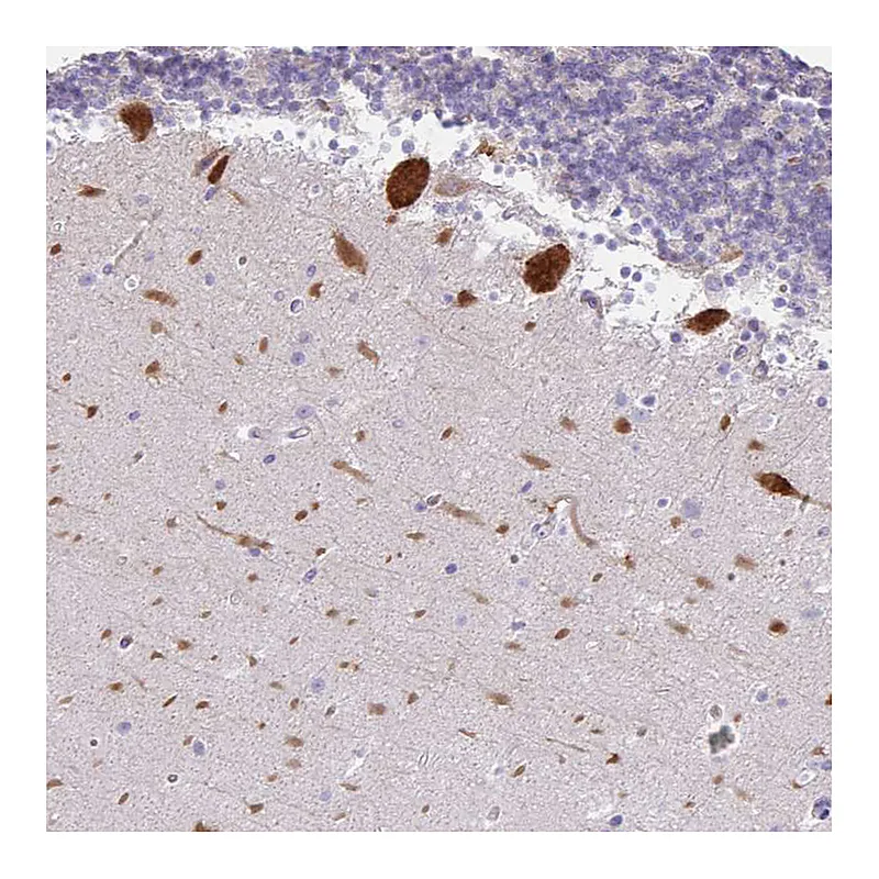 Atlas Antibodies Anti-EEF1A1 Antibody