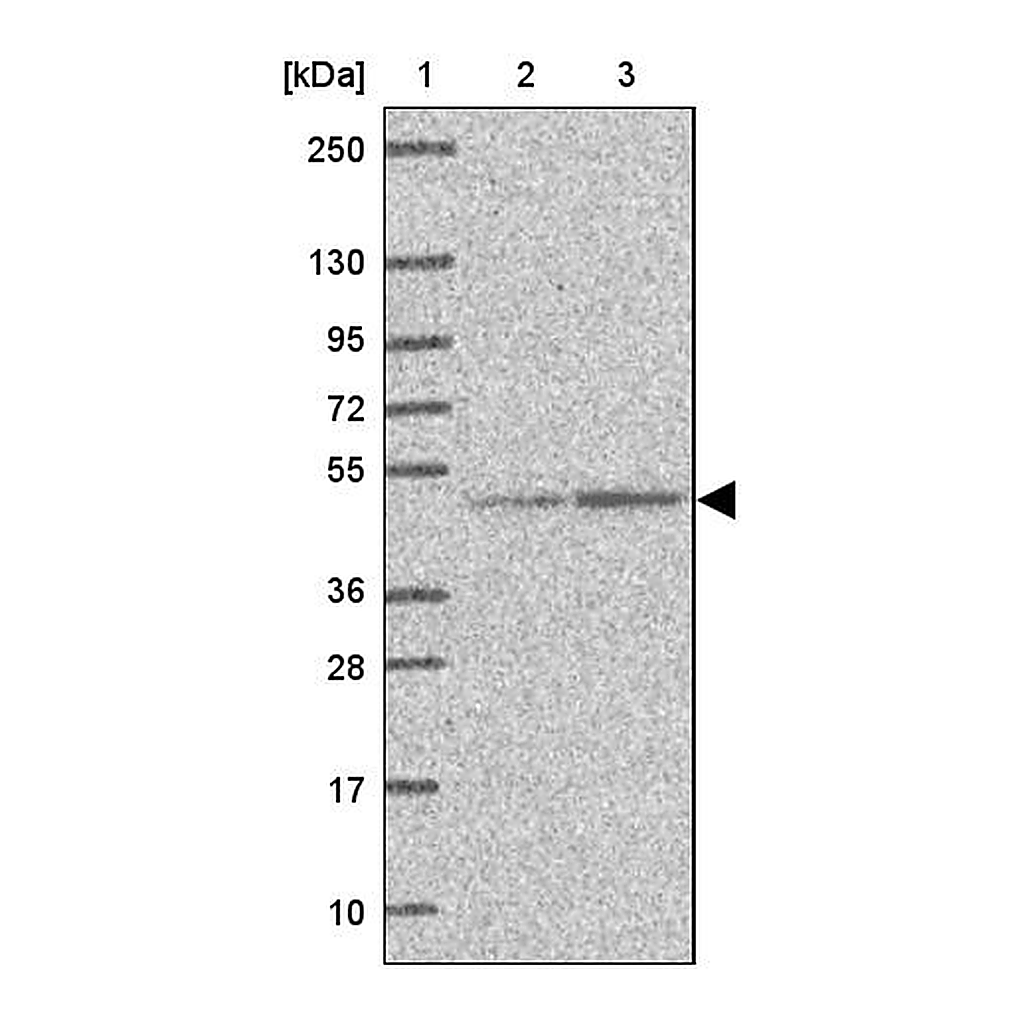 Atlas Antibodies Anti-EEF1A2 Antibody