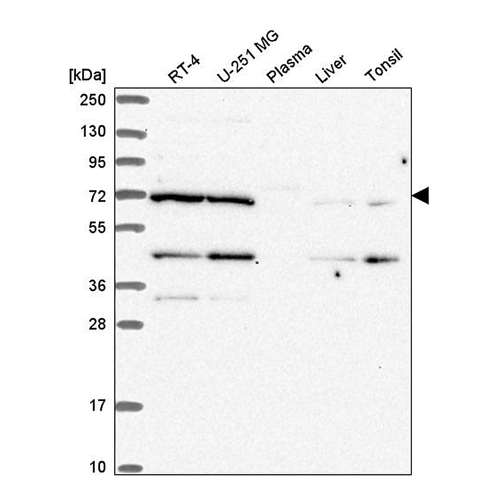 Atlas Antibodies Anti-EEF1D Antibody