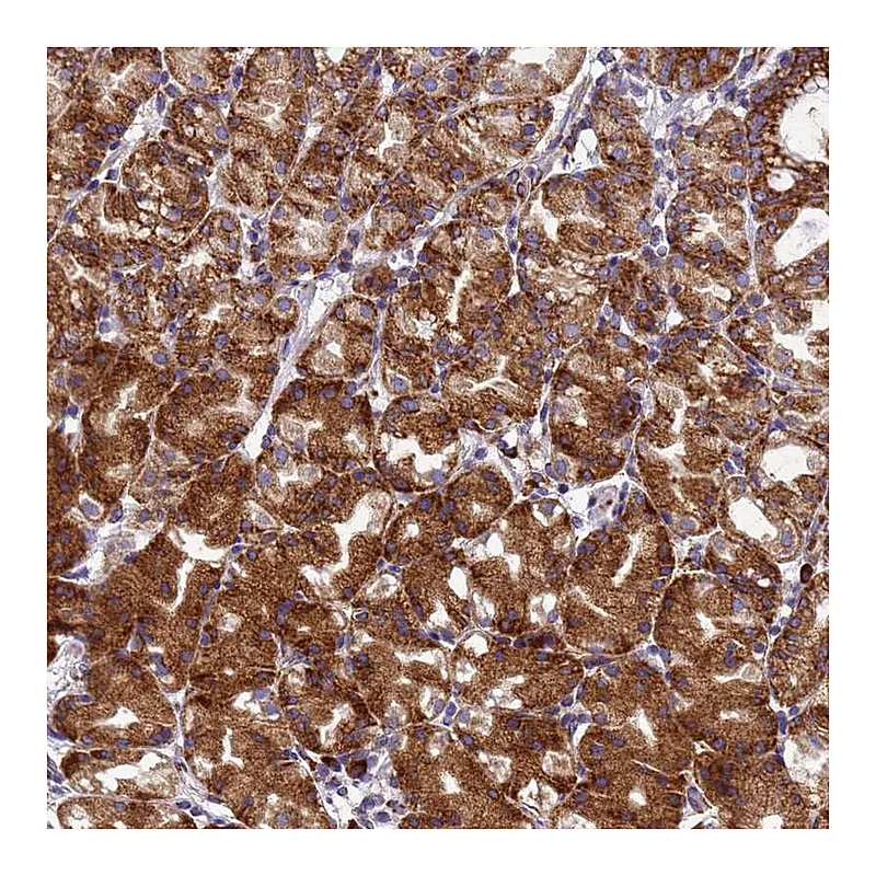 Atlas Antibodies Anti-EEF1D Antibody