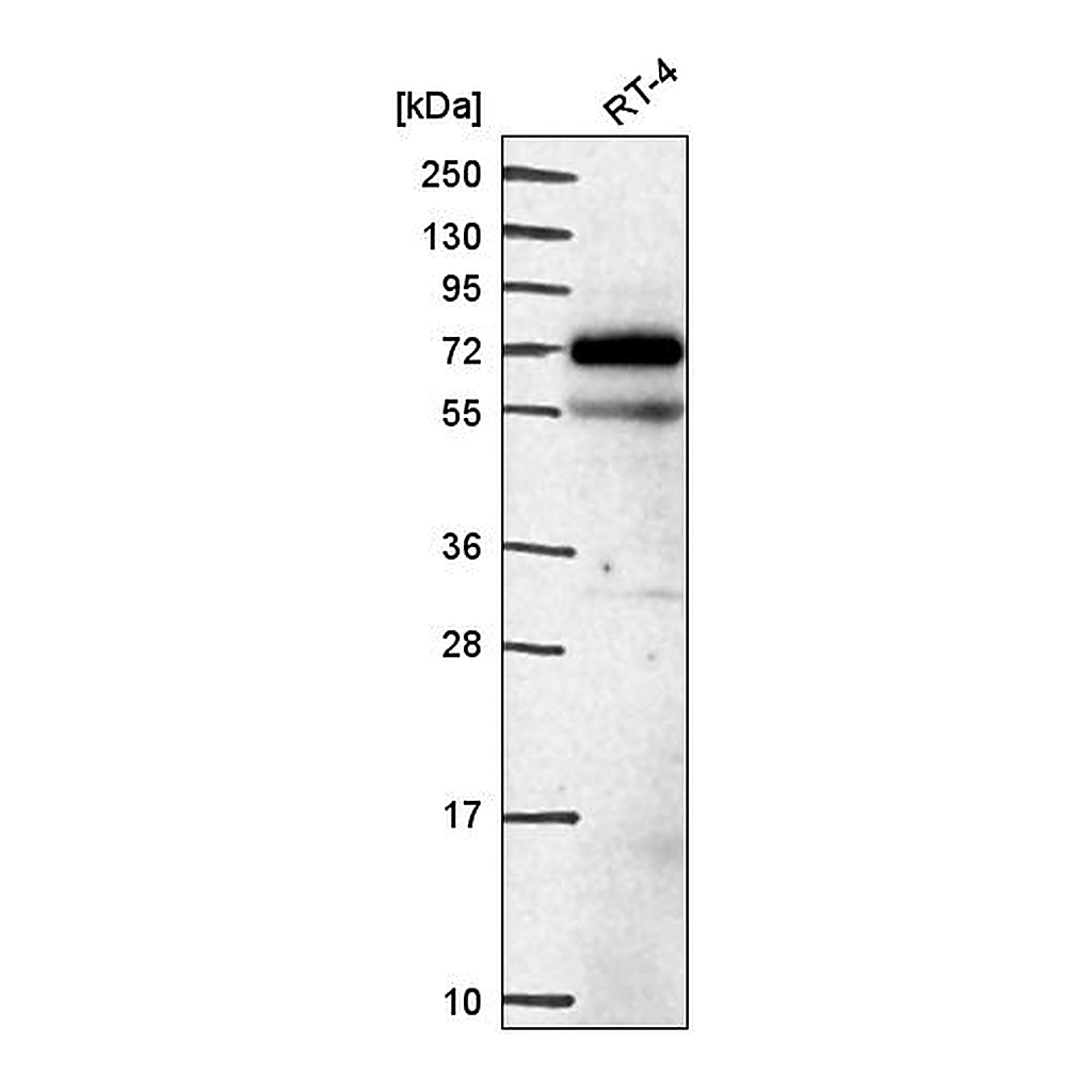 Atlas Antibodies Anti-EEPD1 Antibody