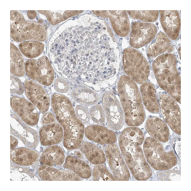 Atlas Antibodies Anti-EEFSEC Antibody