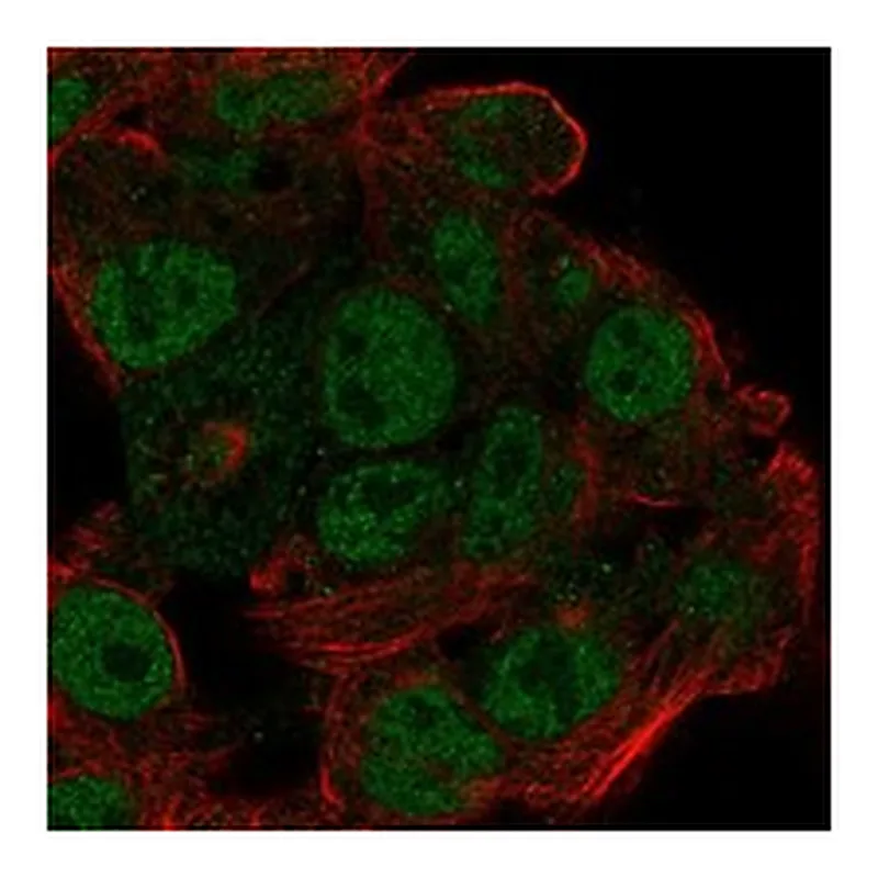 Atlas Antibodies Anti-EFCAB12 Antibody