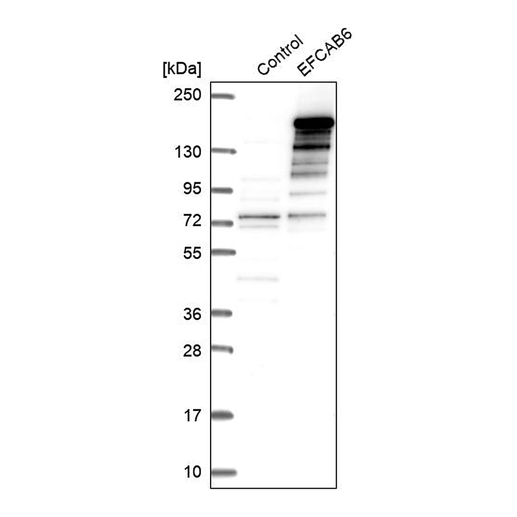 Atlas Antibodies Anti-EFCAB6 Antibody